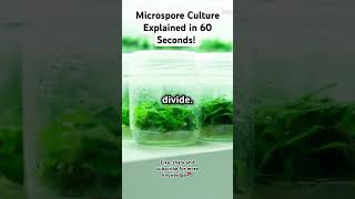 Microspore Culture Explained in 60 Seconds trendingvideos microsporeculture [upl. by Aden203]