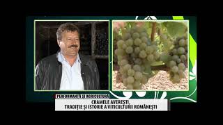 CRAMELE AVERESTI Culesul vitei de vie si producerea vinului  10 oct 2014  BT Video [upl. by Ardie]