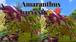 Amaranthus harvest 💝 [upl. by Sarah]