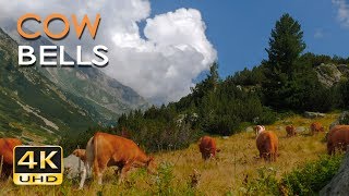 4K Mountain Cows  Cowbell Sounds  Relaxing Animals amp Nature Video  Ultra HD  2160p [upl. by Ycniuq]