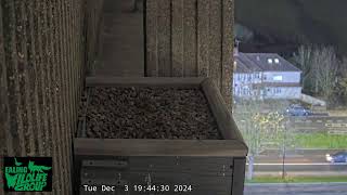 Watch Ealing’s Peregrine Falcons live on our webcam [upl. by Eade]