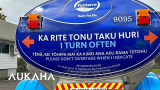 Dairy giant Fonterra today unveils its first bilingual milk tanker  with more to come [upl. by Langelo]