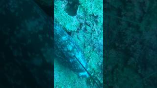 Mediterranean Spearfishing BIG GROUPER mediterranean spearfishing fishing fish [upl. by Mccafferty]