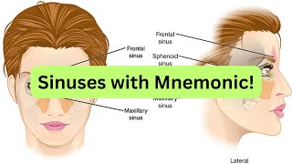 Paranasal sinuses with Mnemonic to easily memorize them [upl. by Leo]