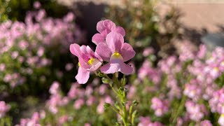 Nemesia Aromance Pink Review  Gardening with the Williams [upl. by Quartana44]