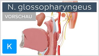 Nervus glossopharyngeus Anatomie Verlauf und Funktion Vorschau  Kenhub [upl. by Roselba]