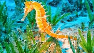 Seahorse Facts Interesting Facts about Seahorse Facts about Seahorse [upl. by Felice]