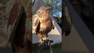 Ferruginous hawk [upl. by Gussy582]