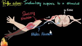 Reflex action amp reflex arc  Control amp Coordination  Biology  Khan Academy [upl. by Diamante]