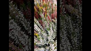 Calluna vulgaris [upl. by Neirol]