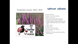 Jardinage Lythrum salicaria Plante vivace [upl. by Veator]