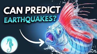 The Deep Sea Doomsday Fish That Predicts Disasters 😱 [upl. by Acacia]