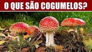 O QUE SÃO COGUMELOS [upl. by Maitilde]