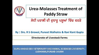 UreaMolasses Treatment of Paddy Straw ਸੋਧੀ ਪਰਾਲੀ ਦੀ ਦੁਧਾਰੂ ਪਸ਼ੂਆਂ ਵਿੱਚ ਵਰਤੋ [upl. by Anar]