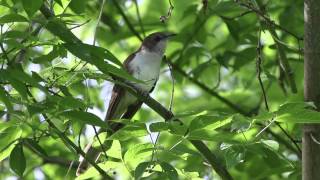 Blackbilled Cuckoo [upl. by Astiram]