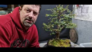 Repotting my nothofagus tree [upl. by Pfister52]