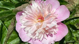 Peony Rescue Planting And Peony Care [upl. by Procter]