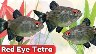 Red Eye Tetra Species Spotlight  Moenkhausia sanctaefilomenae [upl. by Lainad334]