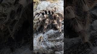 Acanthoscurria geniculata vogelspinnen tarantula [upl. by Syramad]