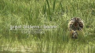 Bittern  boom song  RSPB Otmoor [upl. by Montano]