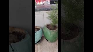 coconut plants plant plantation planting wastematerialcraft flowerpot green naturelovers [upl. by Bindman]