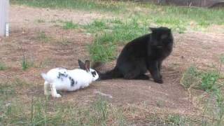 Funny Bunny chases a cat [upl. by Mathe]