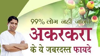 जानिए अकरकरा Anacyclus Pyrethrum के फायदे लाभ और औषधीय गुण  Acharya Balkrishna [upl. by Melonie]