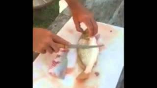 Catching and Cleaning Croaker [upl. by Debby]