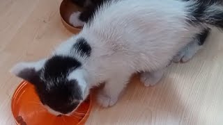 keistimewaan memberi makan kucing [upl. by Souvaine]