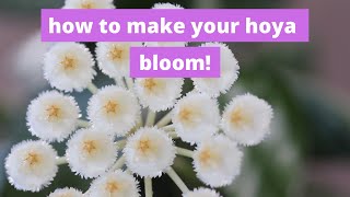 How to Make Hoyas Bloom 3 Simple Care Tips 🎉 [upl. by Herrmann]