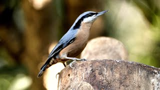 Whitetailed Nuthatch in India [upl. by Nivel237]