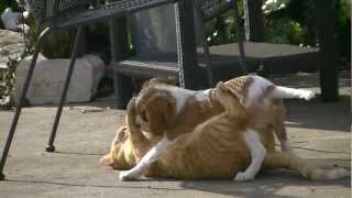 Chat et Chien qui jouent ensemble  Trop mignon [upl. by Maddeu]