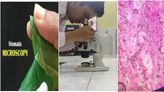 To prepare stomata slide and observe under microscope  Biology Experiment  Class 10 Science [upl. by Seleta116]