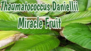 THAUMATOCOCCUS DANIELLII  MIRACLE FRUIT  DESCRIPTION [upl. by Siraval]