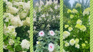 Panicle Hydrangeas in Bloom Limelight  Strawberry Vanilla  Pinky Winky [upl. by Draillih]