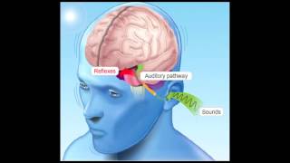 How Hearing Works [upl. by Eniaj]