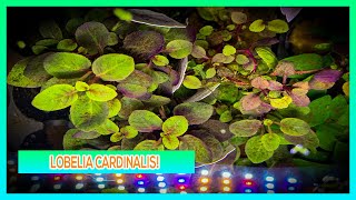 LOBELIA CARDINALIS  AQUARIUM PLANT CARE GUIDE [upl. by Thetisa]