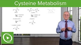 Cysteine Metabolism – Amino Acid Metabolism  Lecturio [upl. by Lachance]