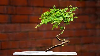 Nothofagus bonsai  Must have trees [upl. by Sitra900]