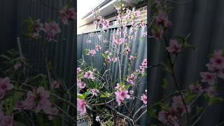 Nectarine Blossoms blossom potgardening flowers [upl. by Maggi]