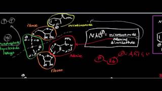 NAD Structure and Reduction of NAD to NADH [upl. by Assenahs]