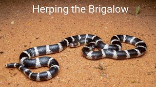 Herping the Brigalow Night 1  Bandybandys and scalyfoots [upl. by Jennica]