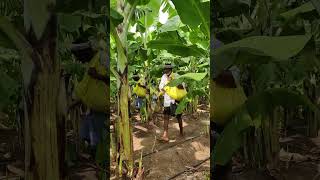 Banana farming  Fertilizer application  143514102626Urea  banana plants fruit shorts [upl. by Kingsley]