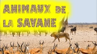 Animaux de la savane africaine et leurs cris [upl. by Snehpets]