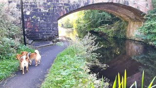 Shiba Inu Scottish canal walk [upl. by Corissa920]