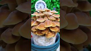 Time lapse video of mushroom plant🍄  life cycle of mushroom shorts like share subscribe [upl. by Siclari]