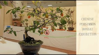 Chinese persimmon Royagaki Bonsai Exhibition ・ローヤ柿盆栽展 2020 [upl. by Joel]