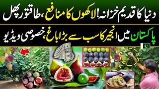 Most Profitable Crop  Anjeer Farming Business Idea  Discover Pakistan [upl. by Nera]