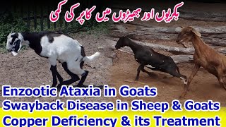 Copper Deficiency in Goat  Enzootic Ataxia in Goats and Sheep  Swayback in Goats and sheep [upl. by Mercado]