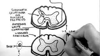 Spinal Pathways 3  Spinothalamic Tract [upl. by Imuy]